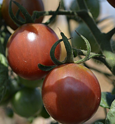 Black Cherry | rajče tyčkové | semena