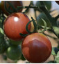 Rajče tyčkové, Black Cherry