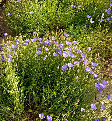 Zvonek karpatský | Campanula carpatica | semena