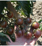 Rajče tyčkové, Black Cherry