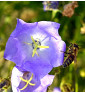 Zvonek Karpatský