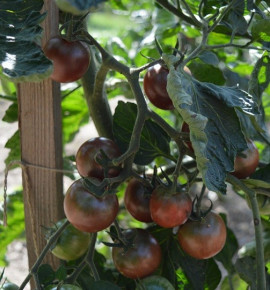 Rajče tyčkové, Black Cherry