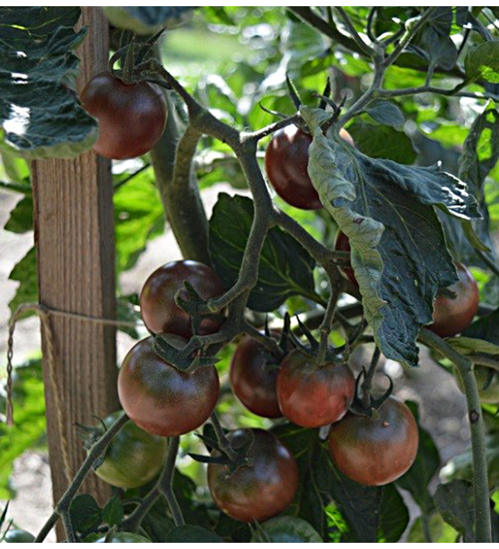 Rajče tyčkové, Black Cherry