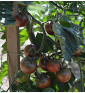 Rajče tyčkové, Black Cherry