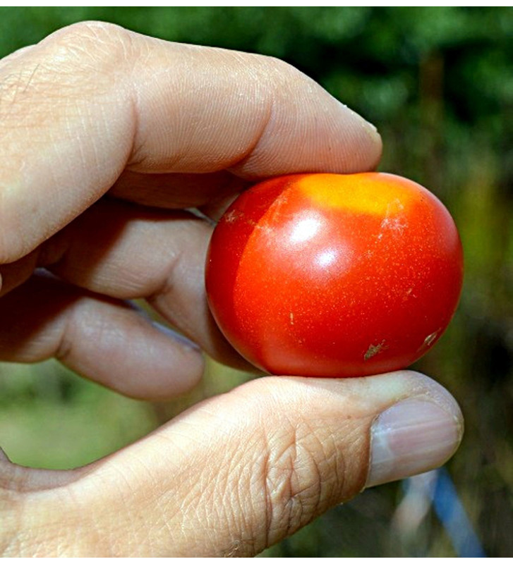 Red Robin | rajče balkonové keříčkové | PERMASEMÍNKA.CZ