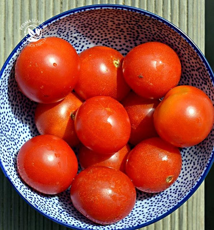 Red Robin | rajče balkonové keříčkové | PERMASEMÍNKA.CZ