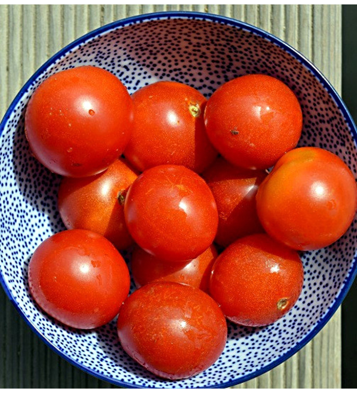 Red Robin | rajče balkonové keříčkové | PERMASEMÍNKA.CZ