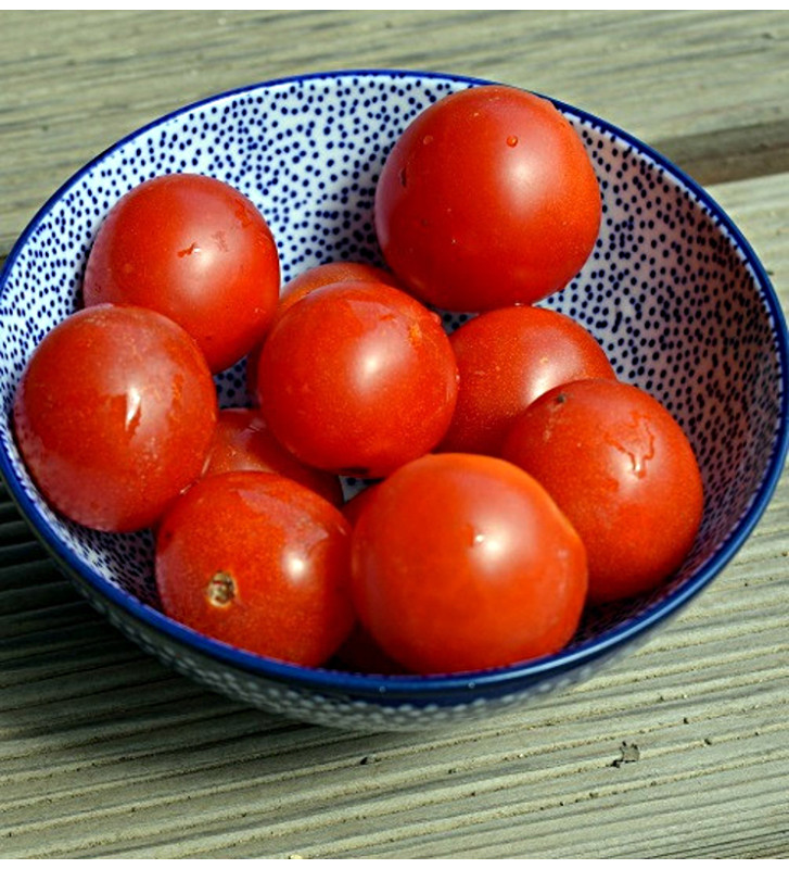 Red Robin | rajče balkonové keříčkové | PERMASEMÍNKA.CZ