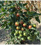 Rajče tyčkové, Black Cherry