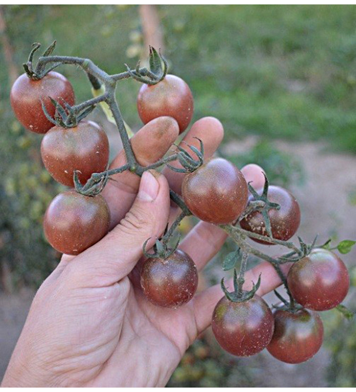 Rajče tyčkové, Black Cherry
