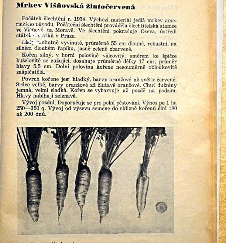 Višňovská mrkev - popis z knihy Zelenina - Československé původní odrůdy z roku 1948 | PERMASEMINKA.CZ