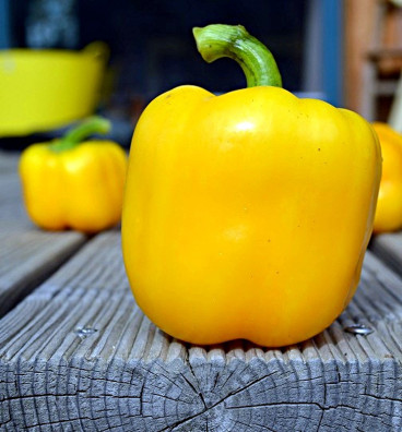 Calipso | paprika roční | semena