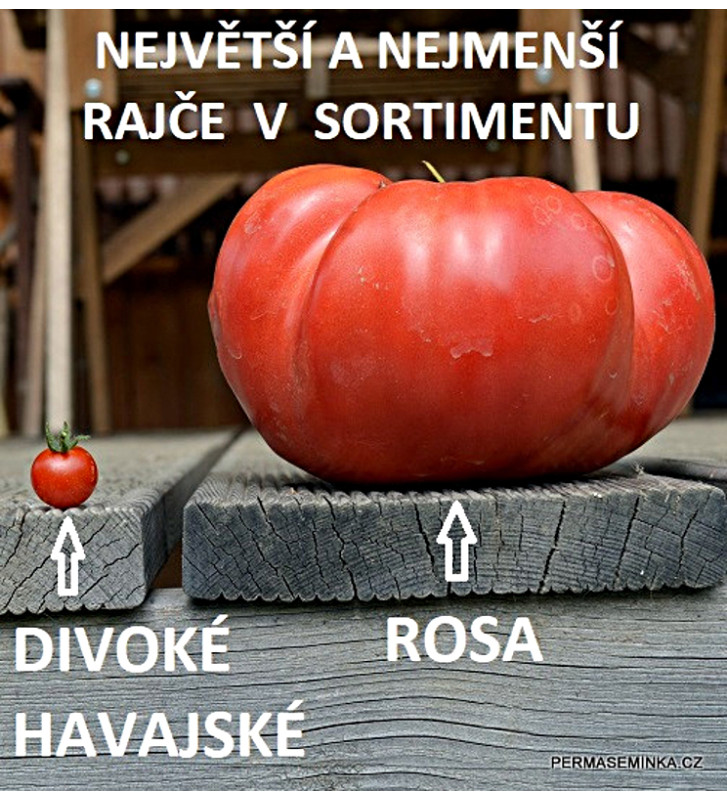 Rosa | rajče tyčkové | PERMASEMÍNKA.CZ