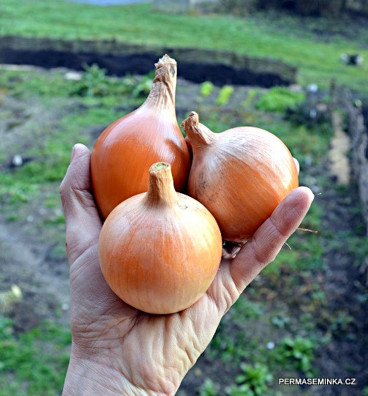 Všetana | cibule kuchyňská | semena