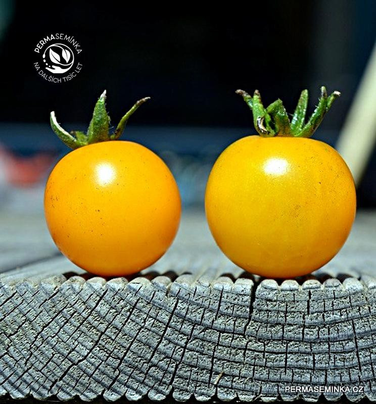 Solanum lycopersicum Goldkrone