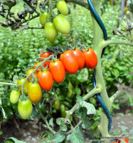 Donatellina | rajče tyčkové | PERMASEMÍNKA.CZ