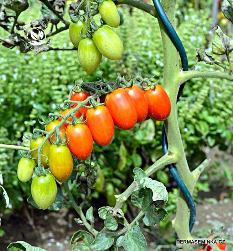 Donatellina | rajče tyčkové | PERMASEMÍNKA.CZ