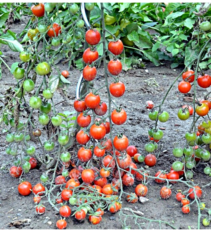 Red Cherry - rajče tyčkové | PERMASEMÍNKA.CZ