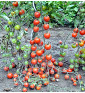 Red Cherry - rajče tyčkové | PERMASEMÍNKA.CZ