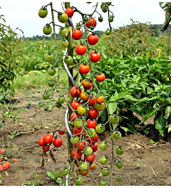Red Cherry - rajče tyčkové | PERMASEMÍNKA.CZ