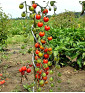 Red Cherry - rajče tyčkové | PERMASEMÍNKA.CZ