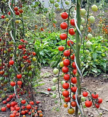Red Cherry | rajče tyčkové | semena