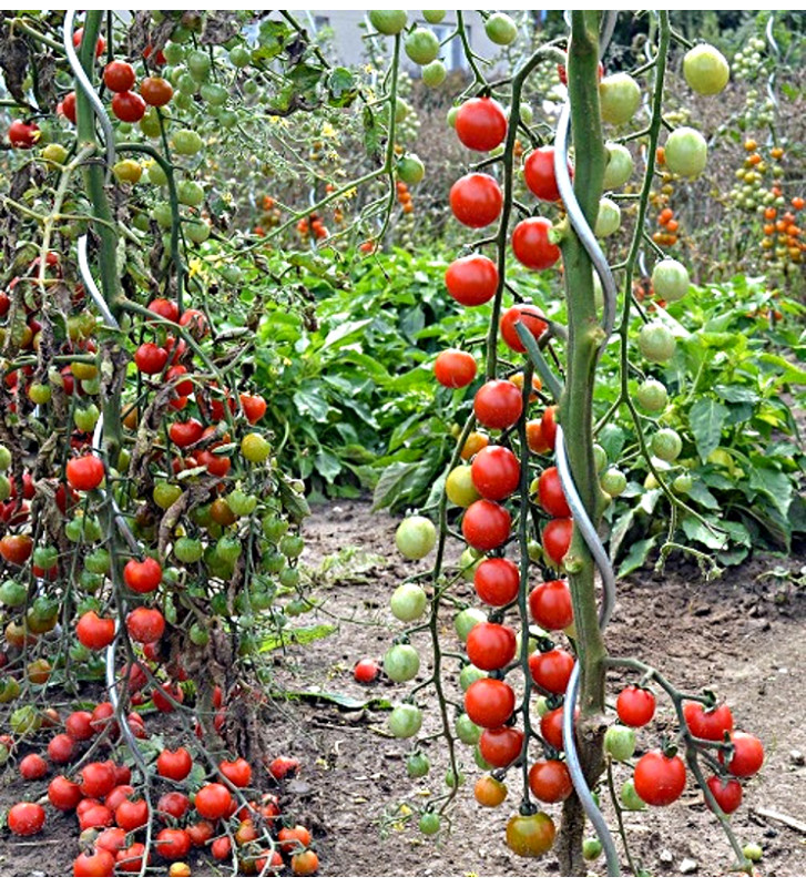 Red Cherry - rajče tyčkové | PERMASEMÍNKA.CZ