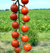 Red Cherry - rajče tyčkové | PERMASEMÍNKA.CZ