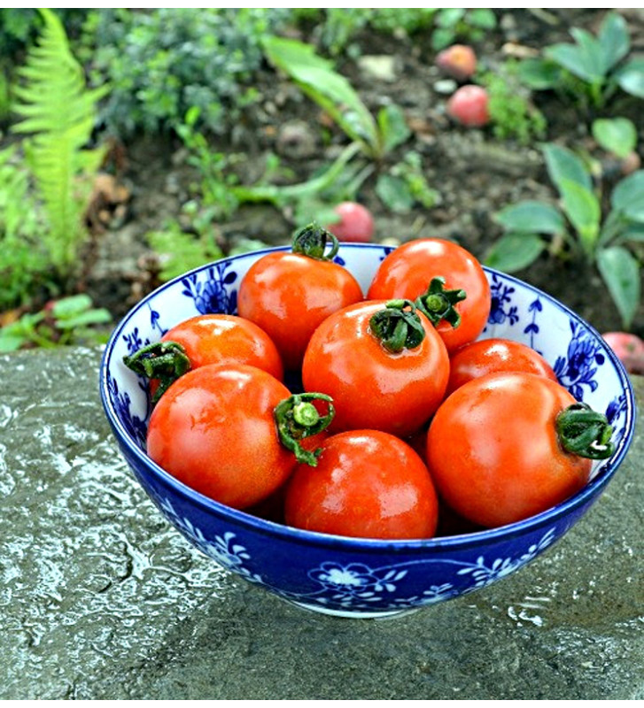 Red Cherry - rajče tyčkové | PERMASEMÍNKA.CZ