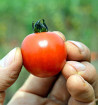 Red Cherry - rajče tyčkové | PERMASEMÍNKA.CZ