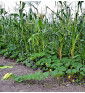 Green Hokkaido ( Zelené hokaido ) | PERMASEMÍNKA.CZ