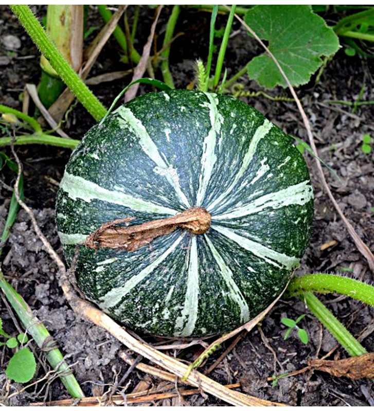 Green Hokkaido ( Zelené hokaido ) | PERMASEMÍNKA.CZ