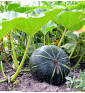 Green Hokkaido ( Zelené hokaido ) | PERMASEMÍNKA.CZ