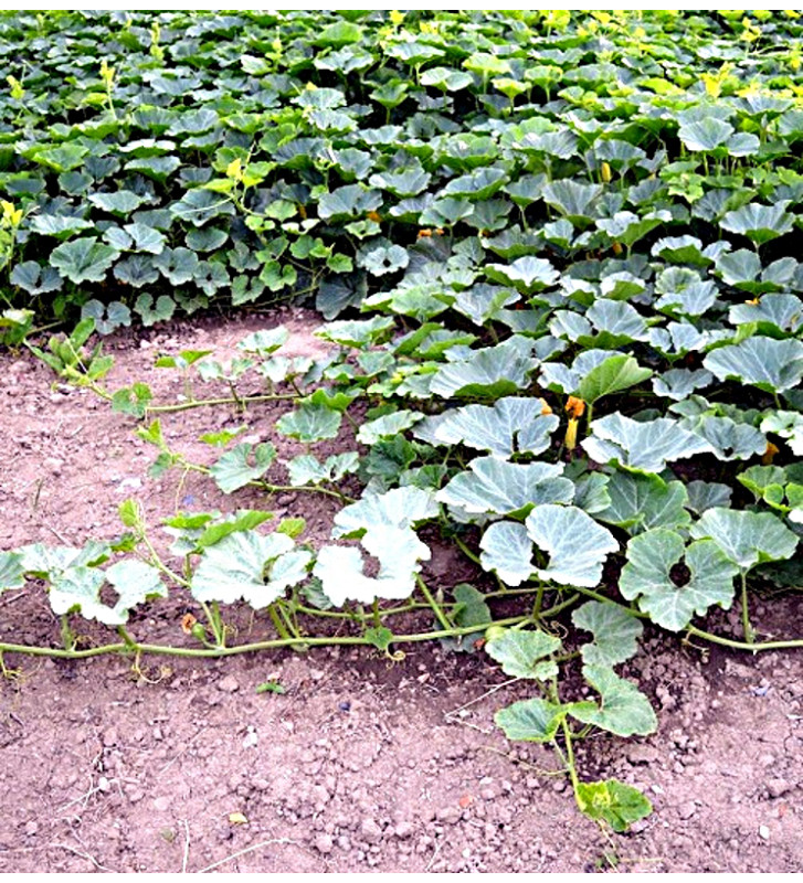 Green Hokkaido ( Zelené hokaido ) | PERMASEMÍNKA.CZ