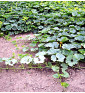 Green Hokkaido ( Zelené hokaido ) | PERMASEMÍNKA.CZ