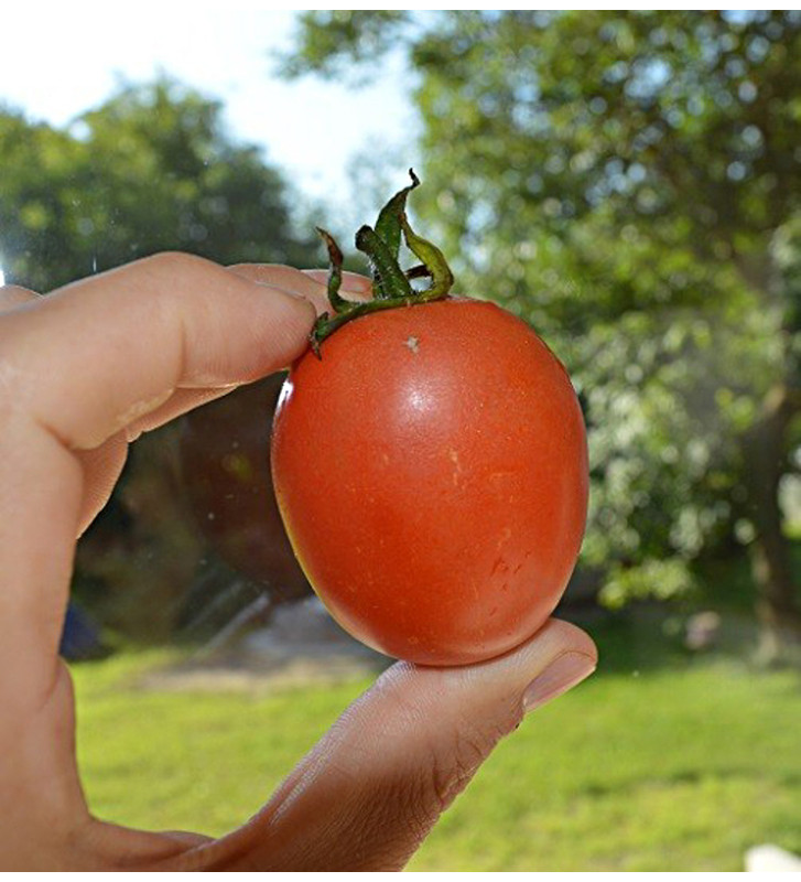 De Berao / Rajče tyčkové