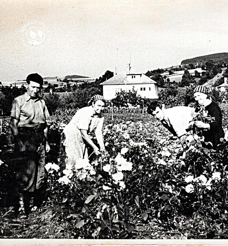Zahradník pan Šťastný  (vlevo) a Vojtěch Káňa (vpravo), 50. léta 20. století