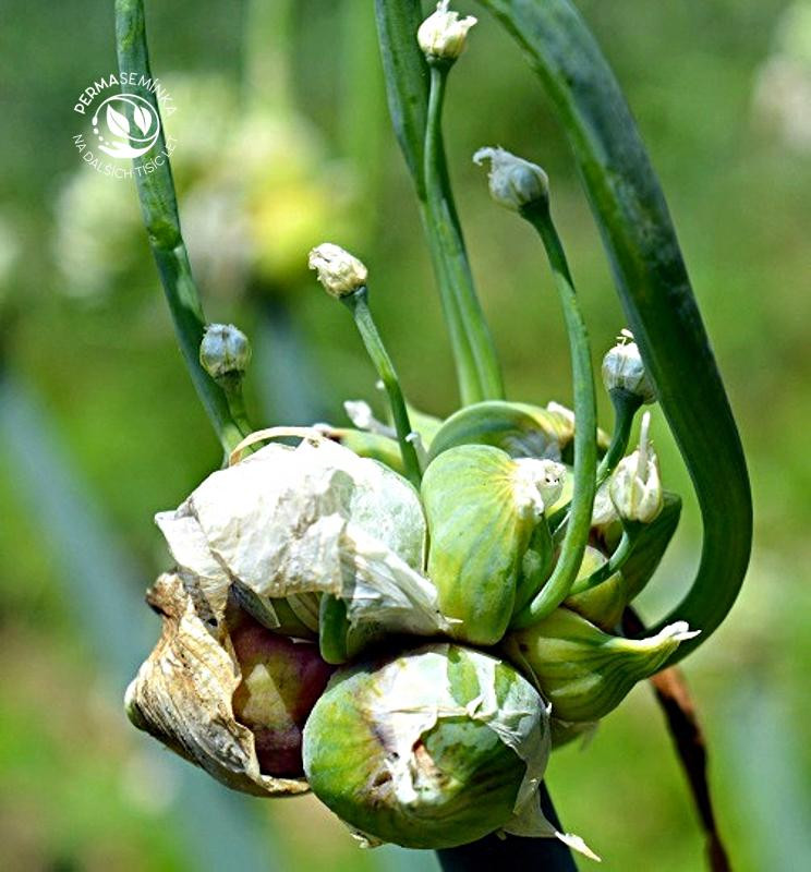 Cibule poschoďová, stará odrůda Pinkava