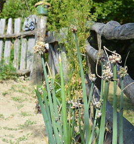 Poschoďová cibule rostla hned za plotem jeho zahrádky. Podle majitele zahrádky pana J. Pinkavy jsme ji pojmenovali Pinkava.