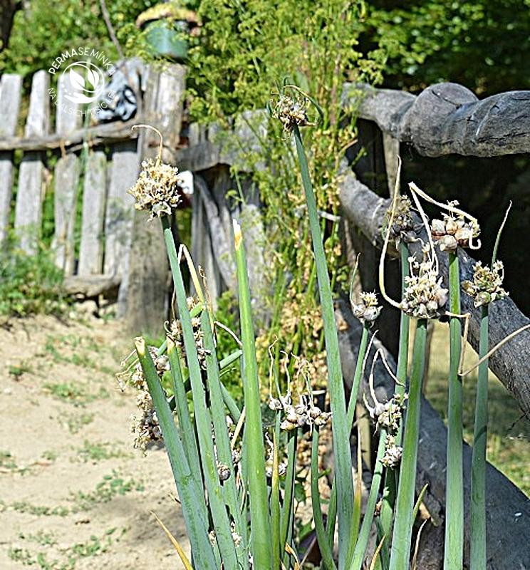 Poschoďová cibule rostla hned za plotem jeho zahrádky. Podle majitele zahrádky pana J. Pinkavy jsme ji pojmenovali Pinkava.