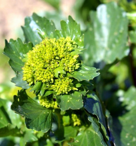 Barborka obecná - divoká brokolice.