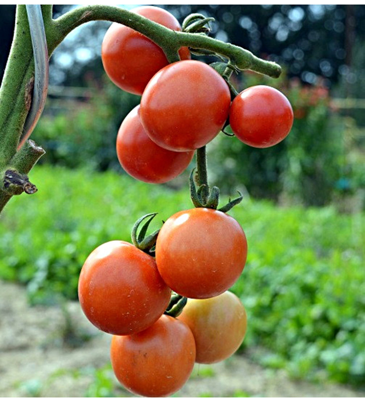 Resibella | rajče tyčkové | PERMASEMÍNKA.CZ