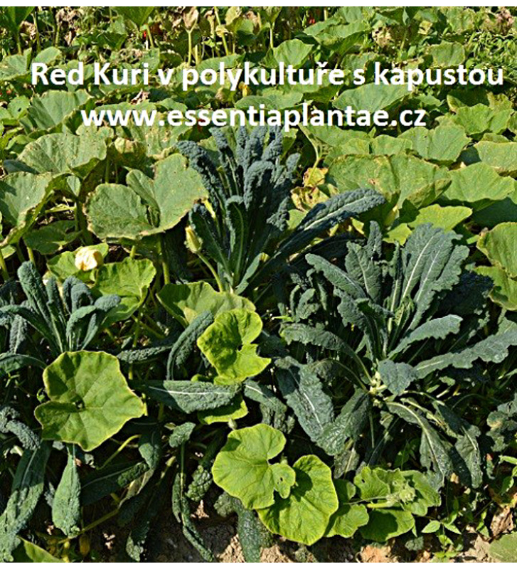 Red Kuri | dýně hokaido | PERMASEMINKA.CZ