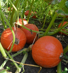 Red Kuri | dýně hokaido | PERMASEMINKA.CZ