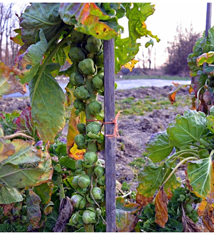 Groninger - růžičková kapusta | PERMASEMINKA.CZ