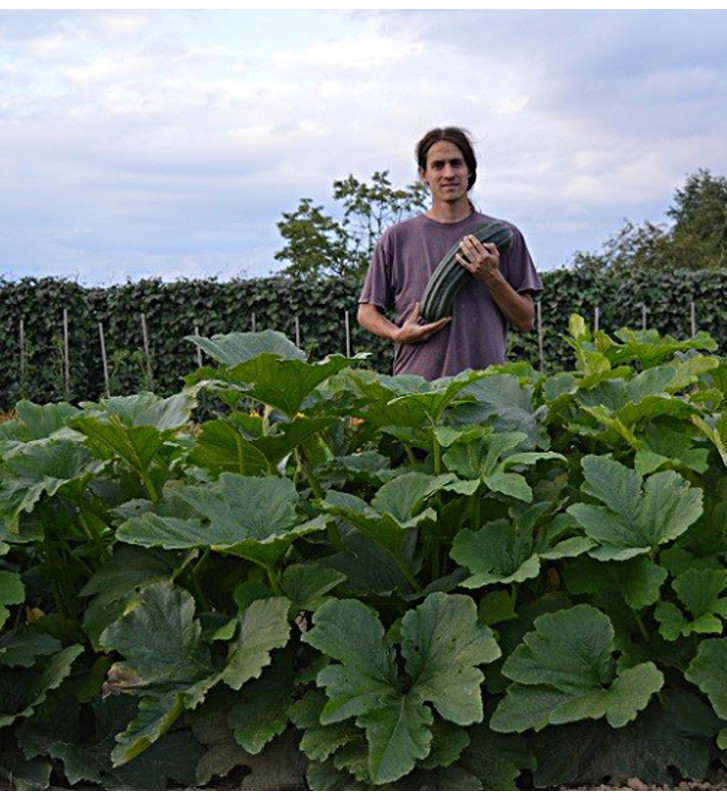 Costates Romanesco