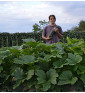 Costates Romanesco