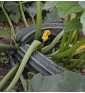 Costates Romanesco