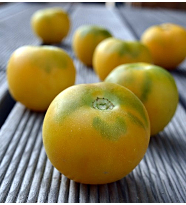 Wapsipinicon peach - broskvové rajče | permaseminka.cz