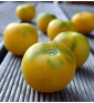 Wapsipinicon peach - broskvové rajče | permaseminka.cz